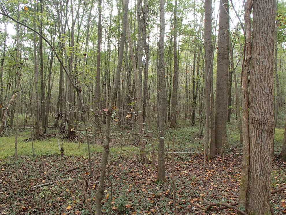 144 Acres of Residential land for sale in Conoconnara Township, halifax County, North Carolina