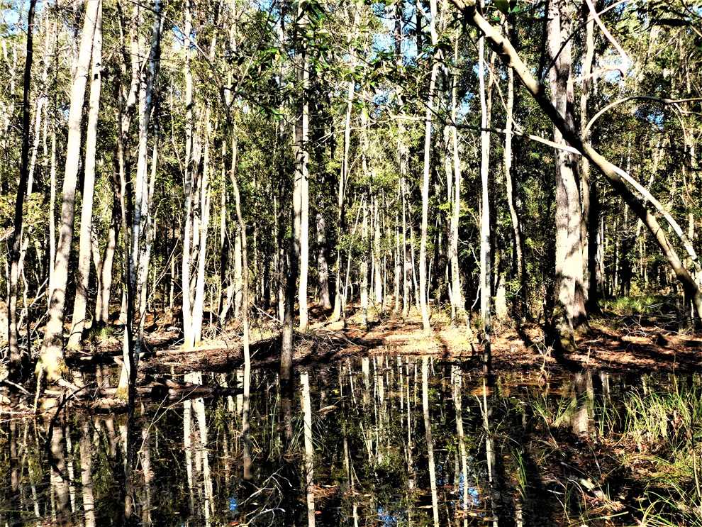 11.85 Acres of Recreational land for sale in Bowman, orangeburg County, South Carolina