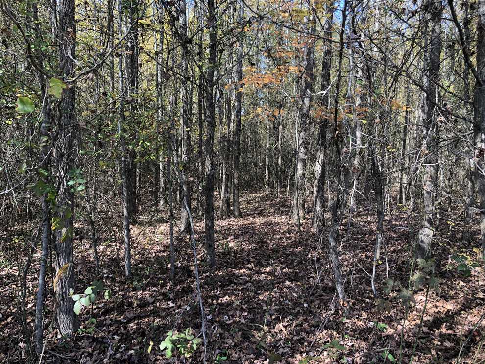 Timberland and   property for sale on The Land Market
