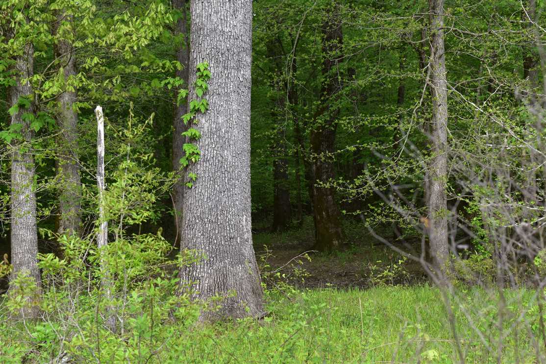 569 Acres of Land for sale in nevada County, Arkansas