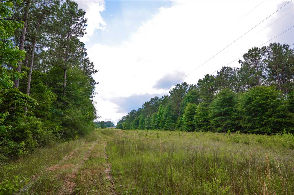 Old Growth Timber Farm - Investment, Development, Recreational Property in Northern Tyler County Real estate listing