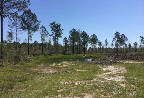 51.67 Acres of Land for Sale in jackson County Louisiana