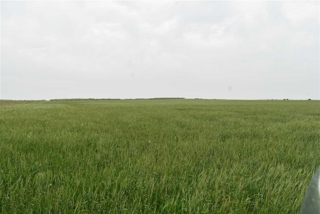265 ac Barwise Rd Ranch - Grazing, farming and recreational in Wichita County, TX 76310 Real estate listing