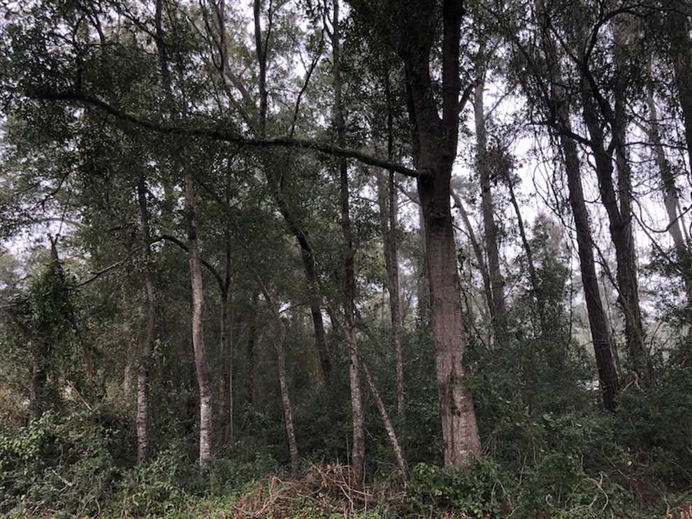 horry County, South Carolina property for sale