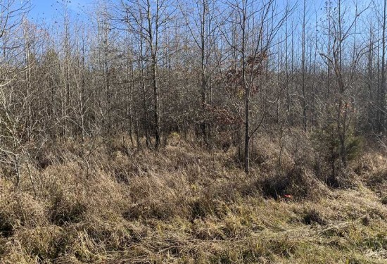 40 Acres of Land for Sale in white County Arkansas