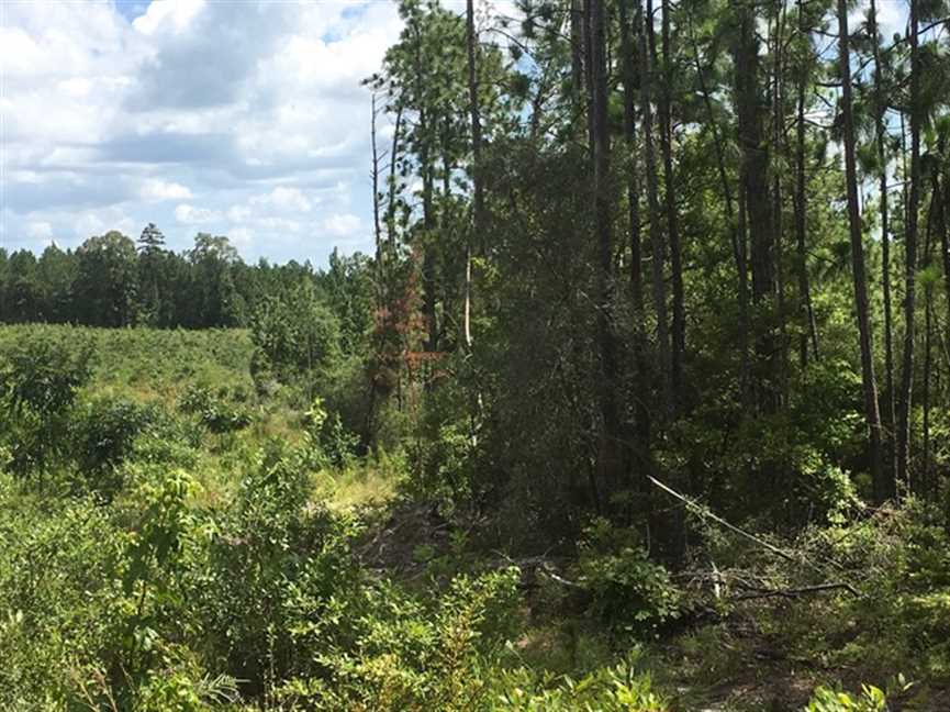190.86 Acres of Recreational land for sale in Florien, sabine County, Louisiana