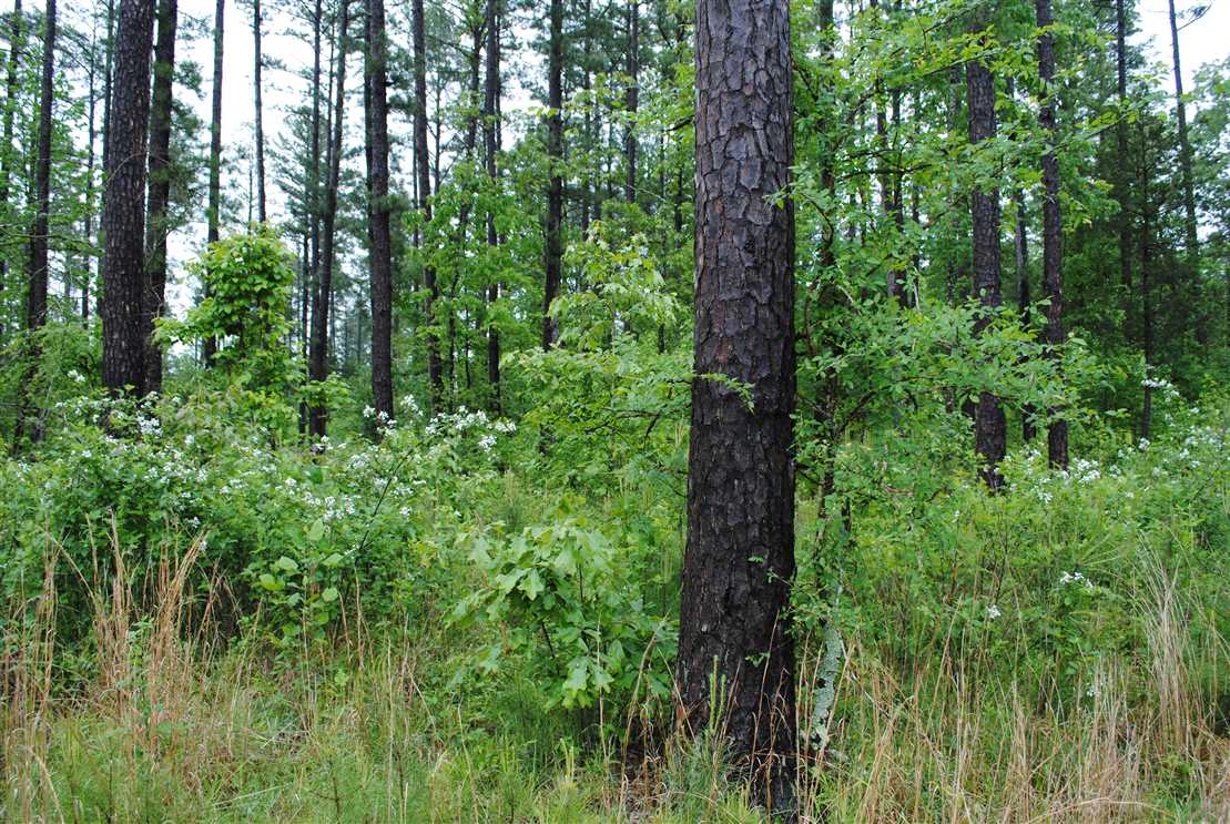 Land for sale at 000 Ward Road
