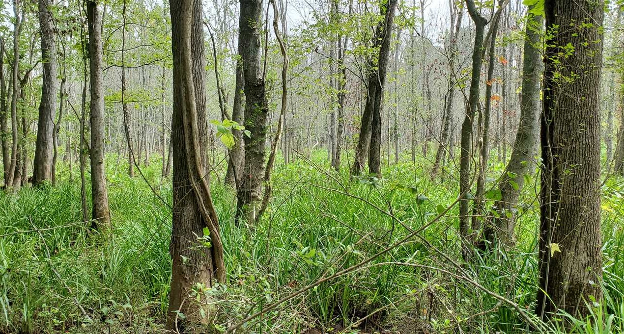 rutherford County, North Carolina property for sale