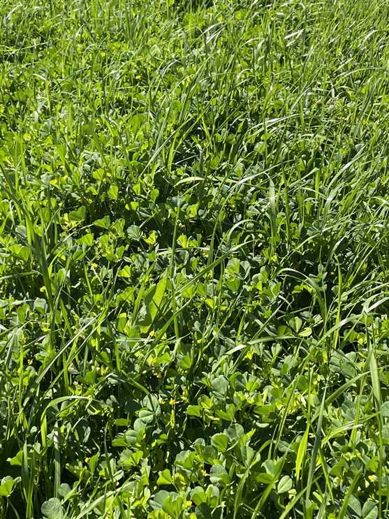 Land for sale at