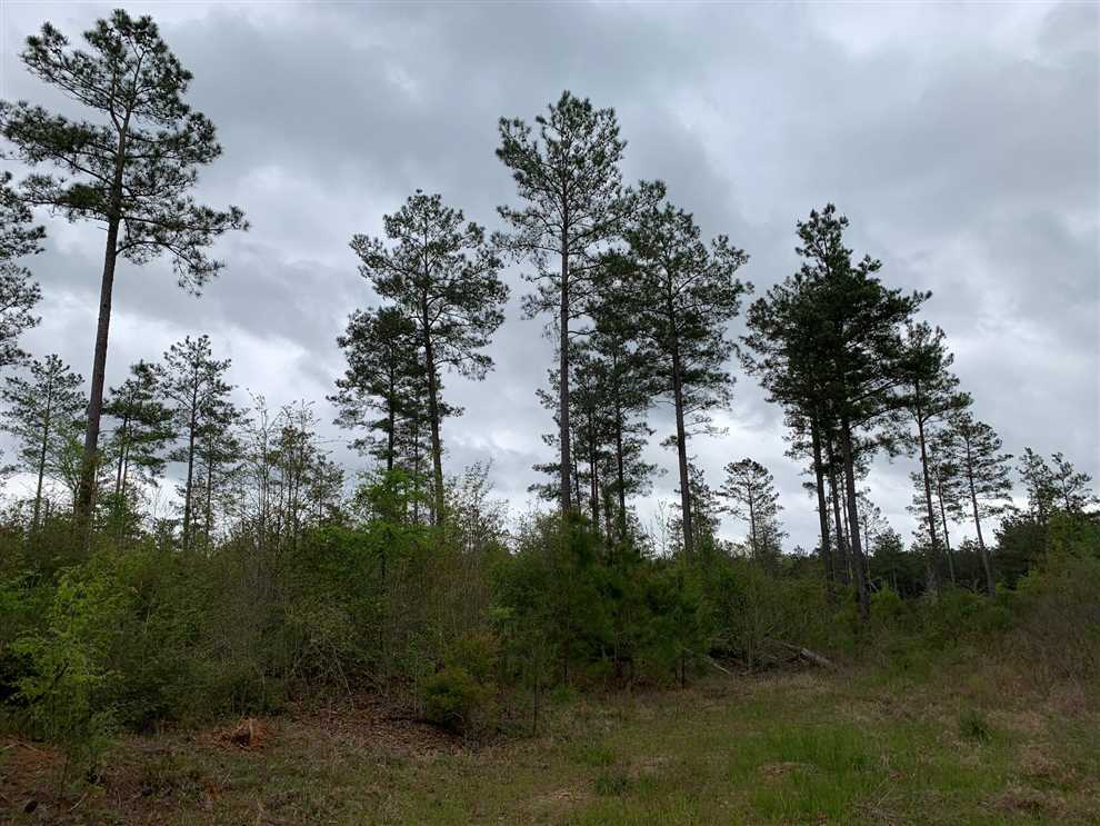 40.35 Acres of Recreational land for sale in Jonesboro, jackson County, Louisiana