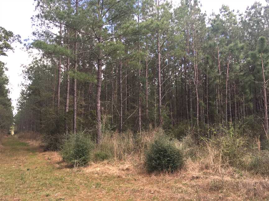 Timberland real estate available to buy
