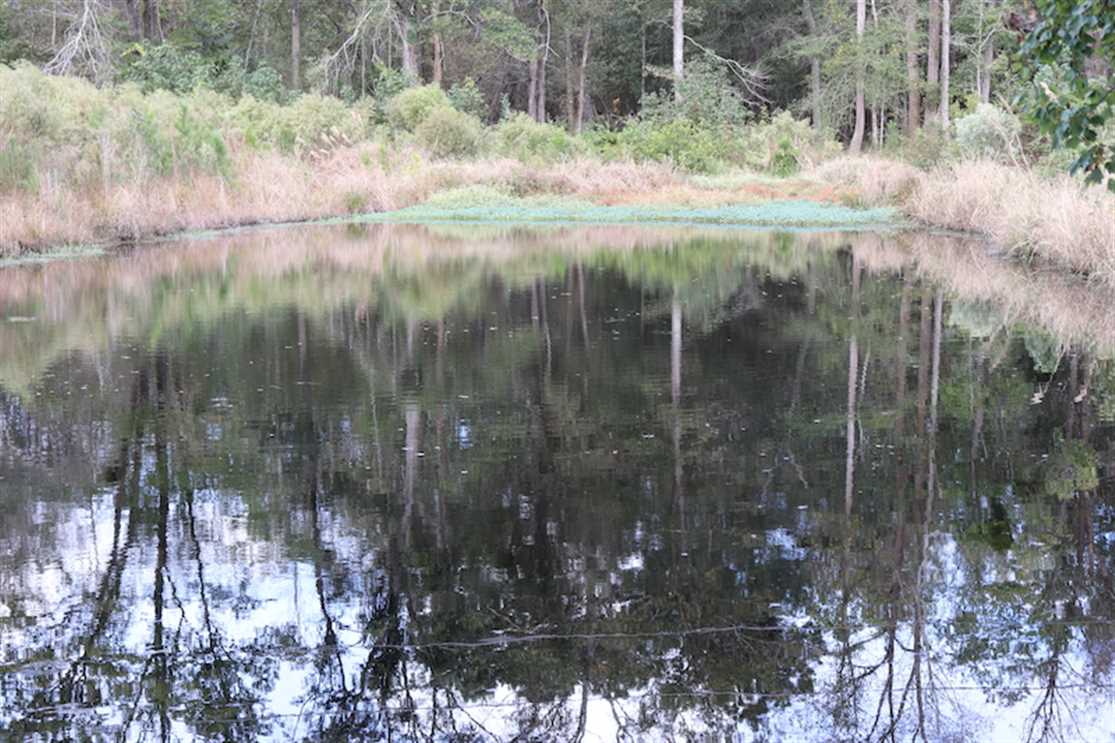 Land for sale at 972 Mill Branch Road