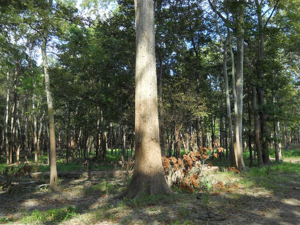 900 Acres of Recreational land for sale in Natchez, adams County, Mississippi