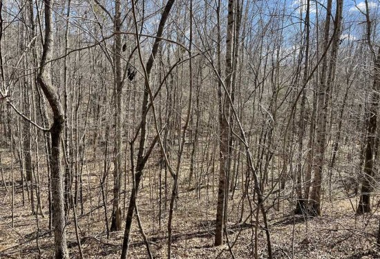 92 Acres of Land for Sale in clay County Mississippi