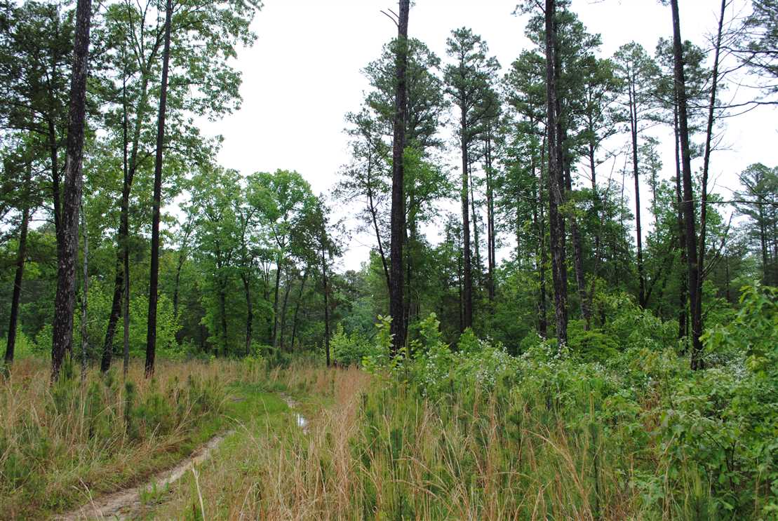 stone County, Arkansas property for sale