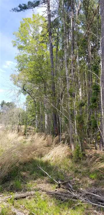 Timberland real estate available to buy