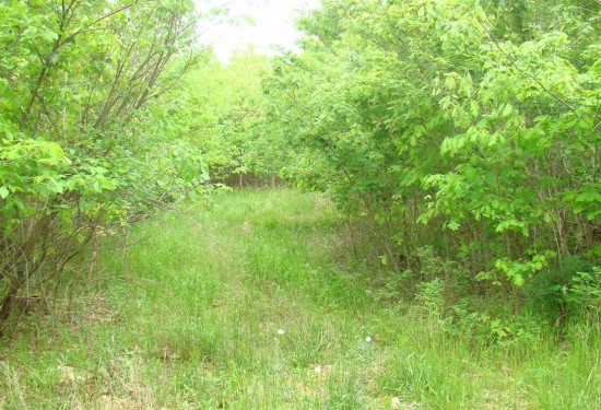 120 Acres of Land for Sale in howell County Missouri