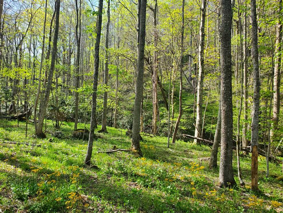 Houses and land for sale in North Carolina