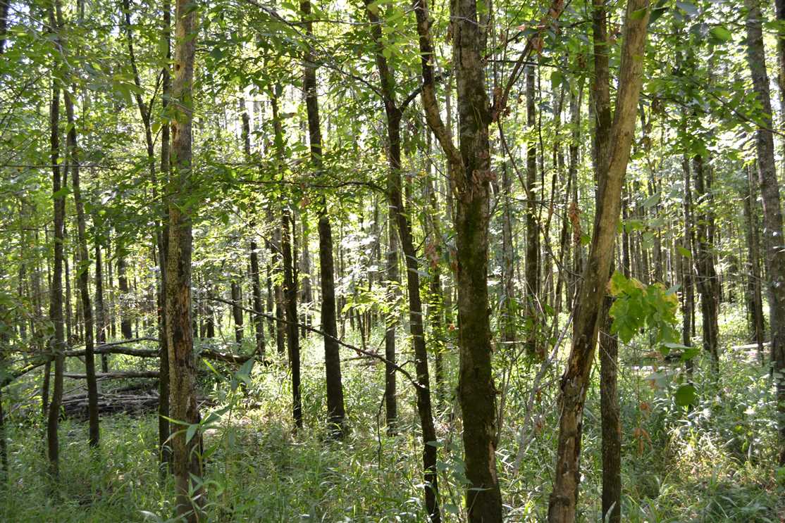 Land for sale at