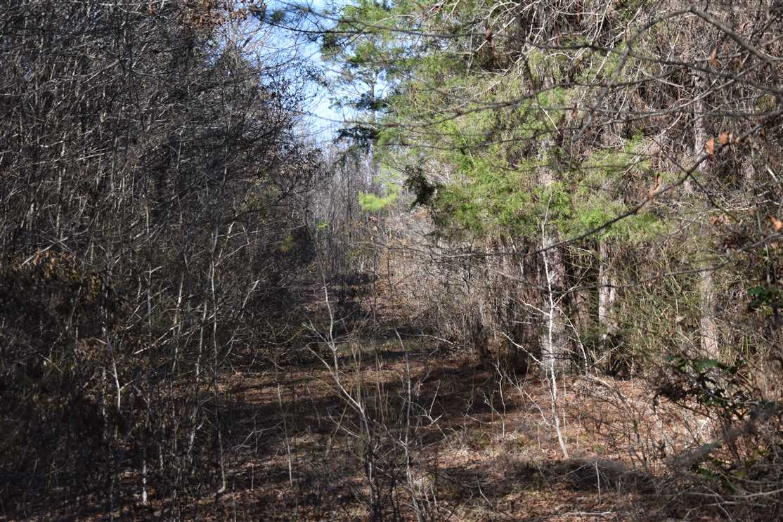 Land for sale to buy in 71764 zip code
