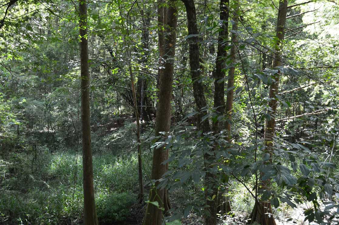 270 Acres of Land for sale in lawrence County, Mississippi