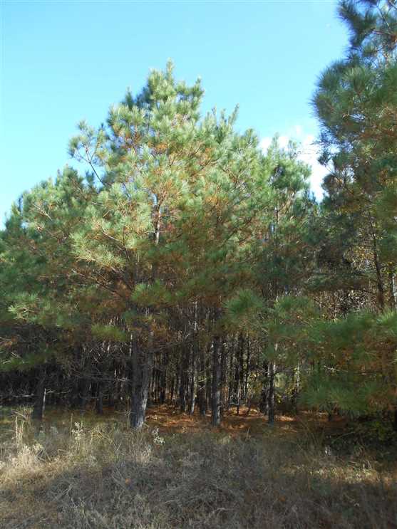 25.43 Acres of Residential land for sale in Waldo, columbia County, Arkansas