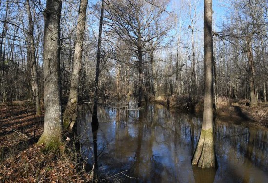 365 Acres of Land for Sale in lonoke County Arkansas