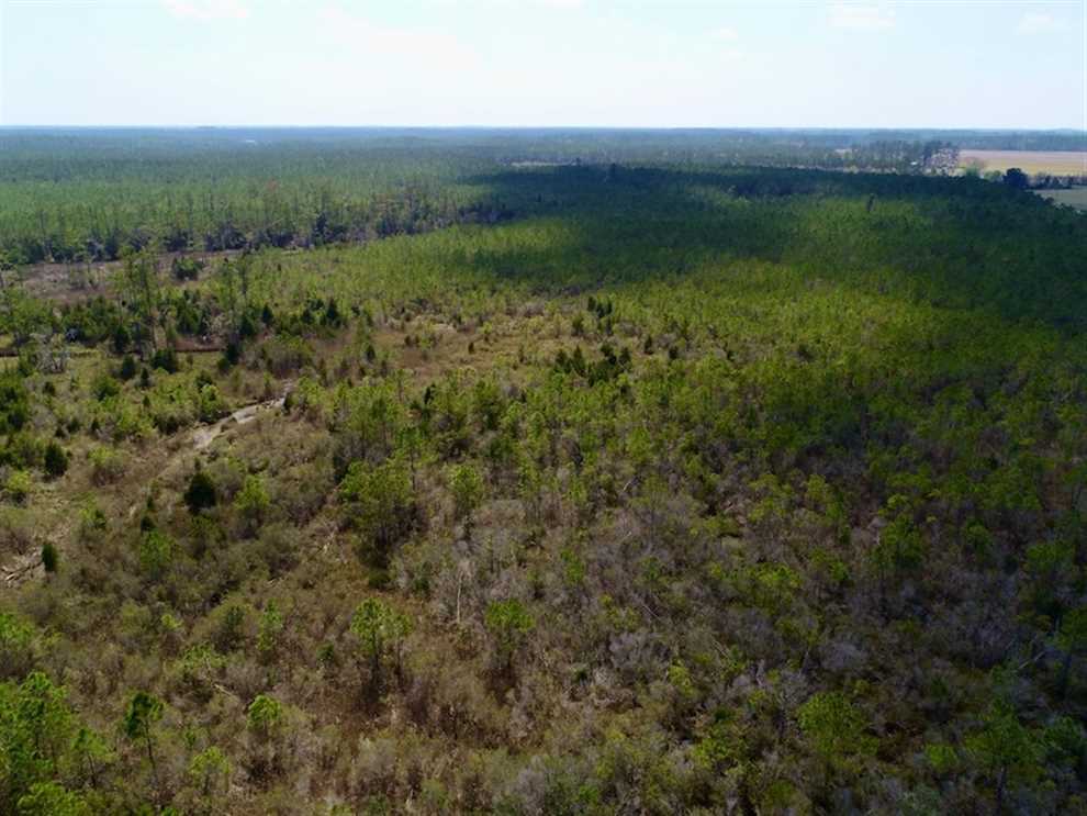 16.64 Acres of Hunting Land for Sale in Pamlico County NC! Real estate listing