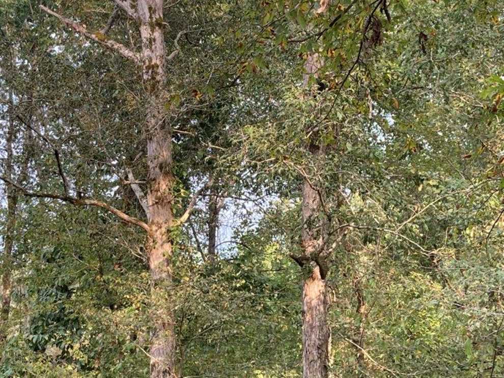 145 Acres of Land for sale in carroll County, Mississippi