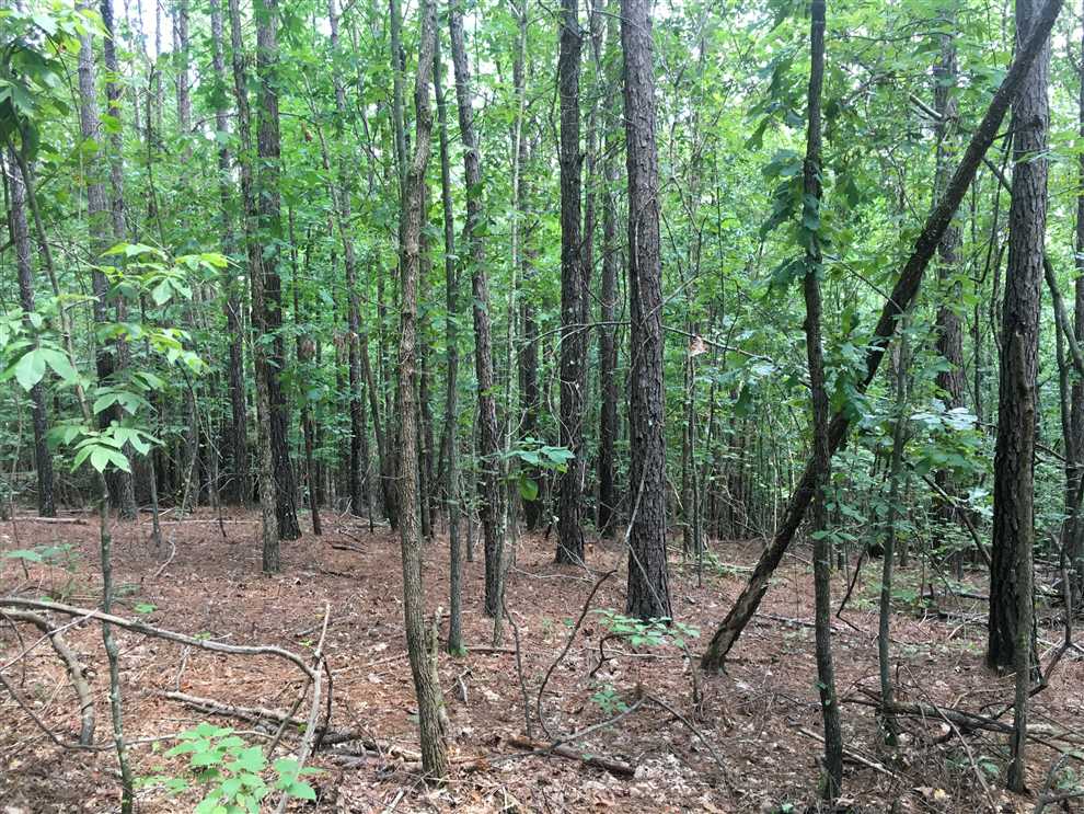 Timberland real estate available to buy