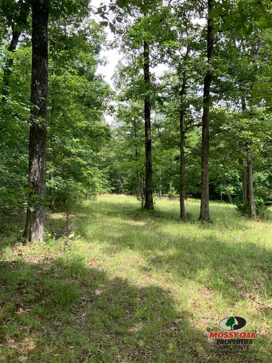49 Acres of Recreational land for sale in New Concord, calloway County, Kentucky