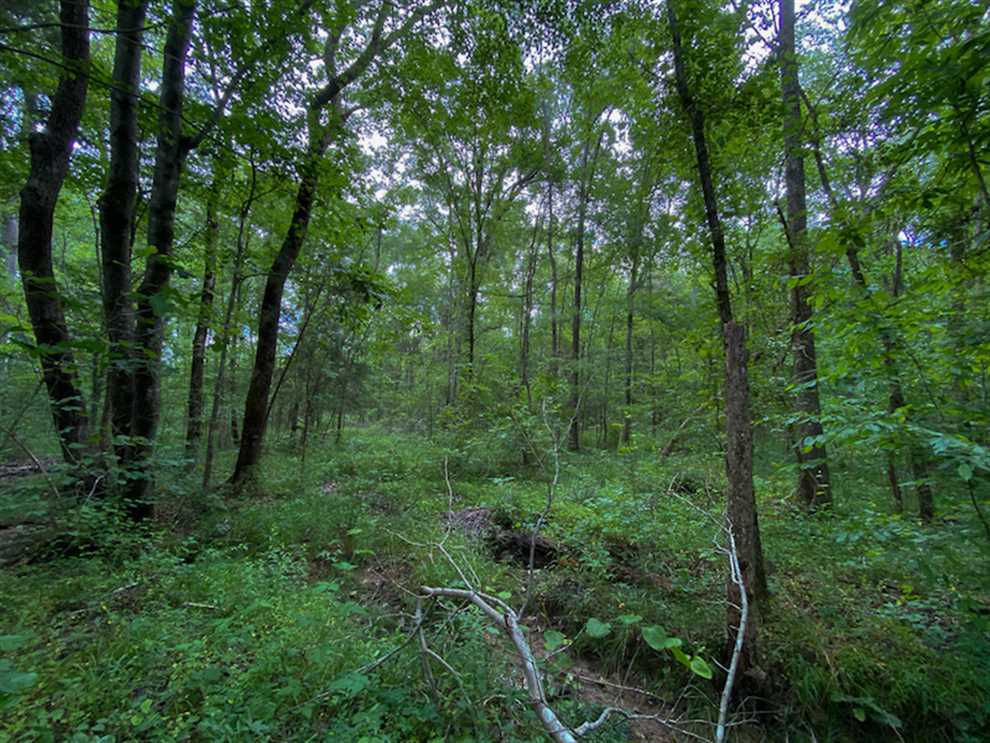 225 Acres of Land for sale in person County, North Carolina