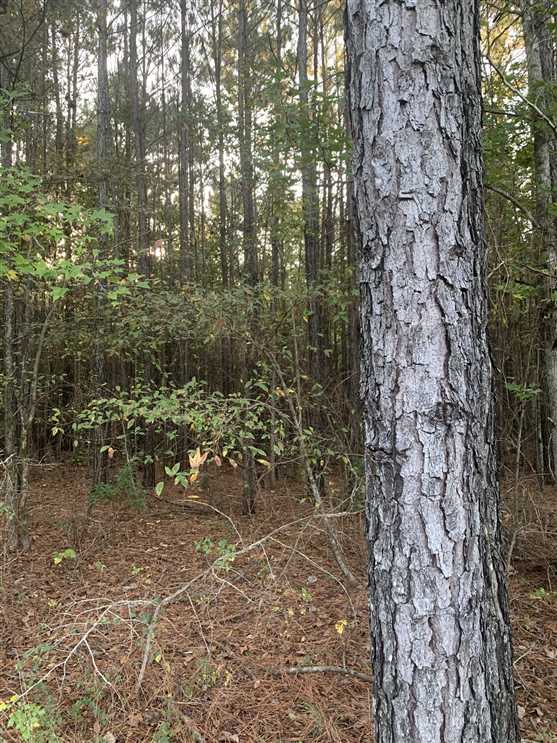 Caddo LaTex Tract, Caddo Parish, 748 Acres +/- Real estate listing