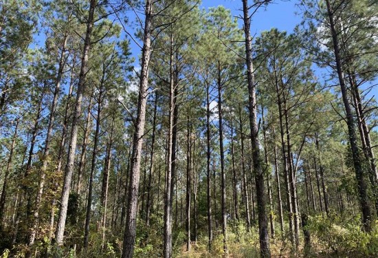 280 Acres of Land for Sale in claiborne County Louisiana