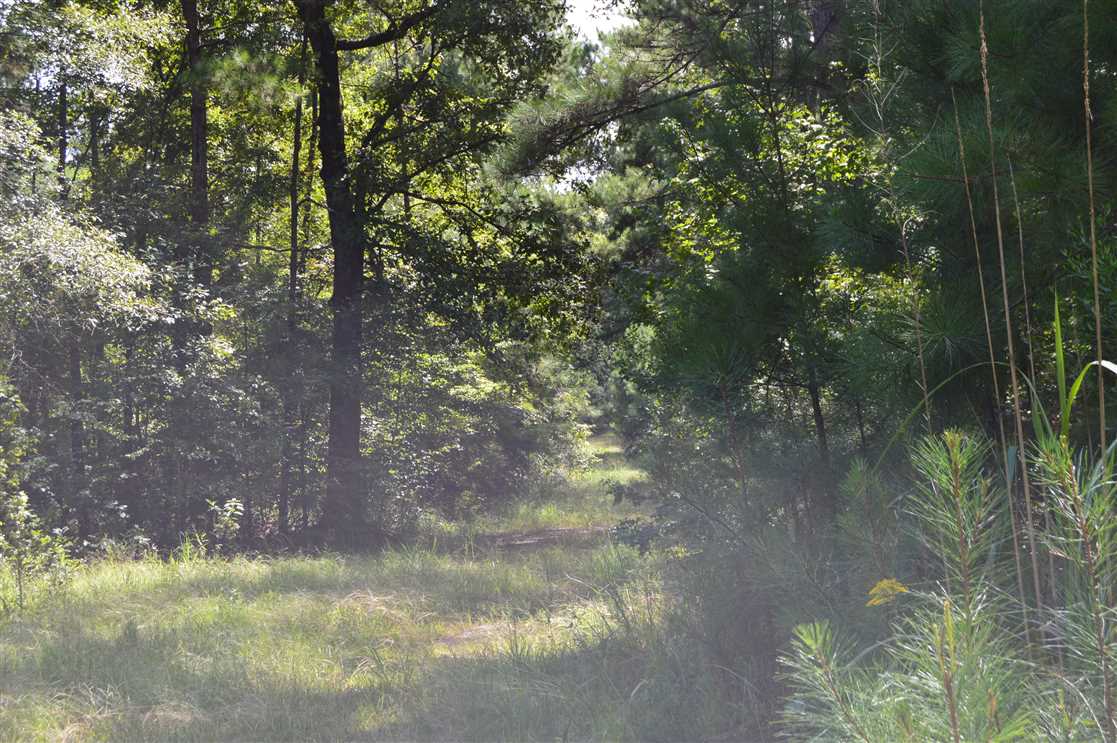 270 Acres Excellent Hunting and Timberland For Sale, Lawrence Co., MS Real estate listing