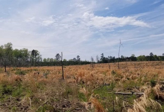 39.02 Acres of Land for Sale in sabine County Louisiana