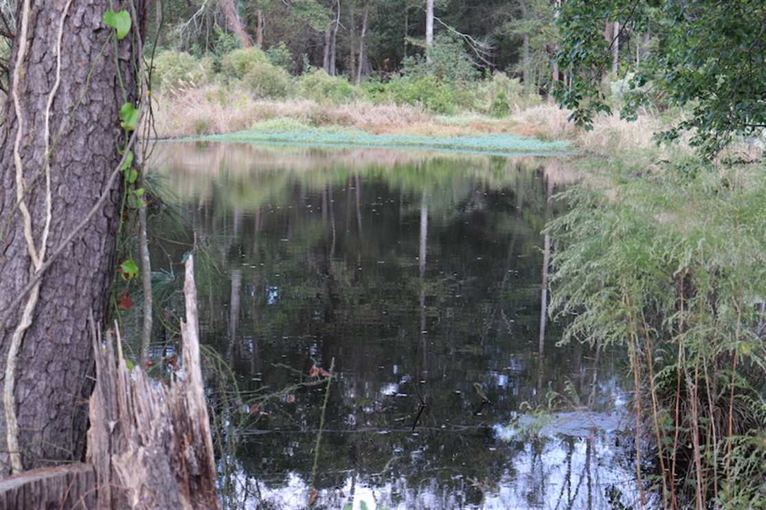 67.95 Acres of Land for sale in robeson County, North Carolina