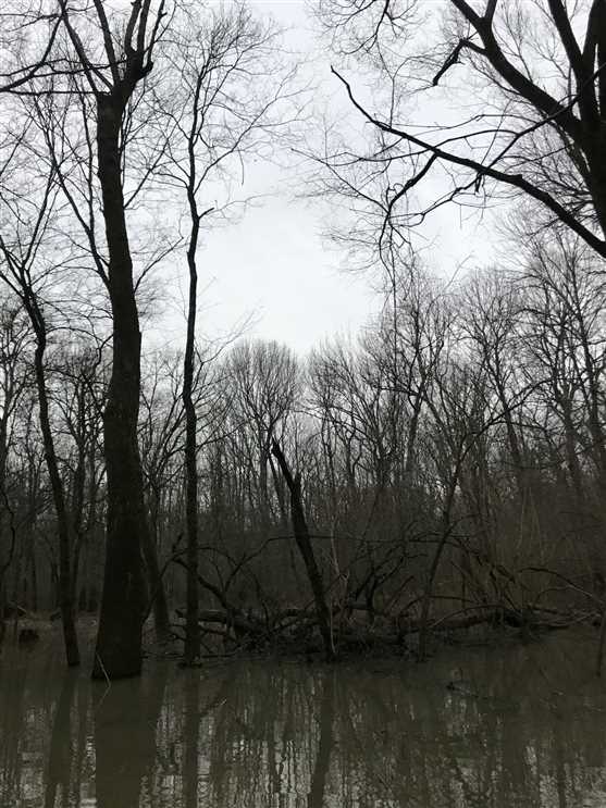 Arkansas Private Green Timber Tract, Monroe County, AR, 87 Acres +/- Real estate listing