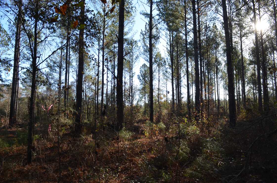 15 Acres of Residential land for sale in Tuskegee, macon County, Alabama