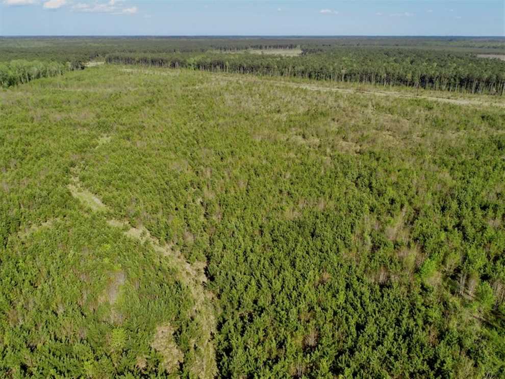 Timberland real estate available to buy