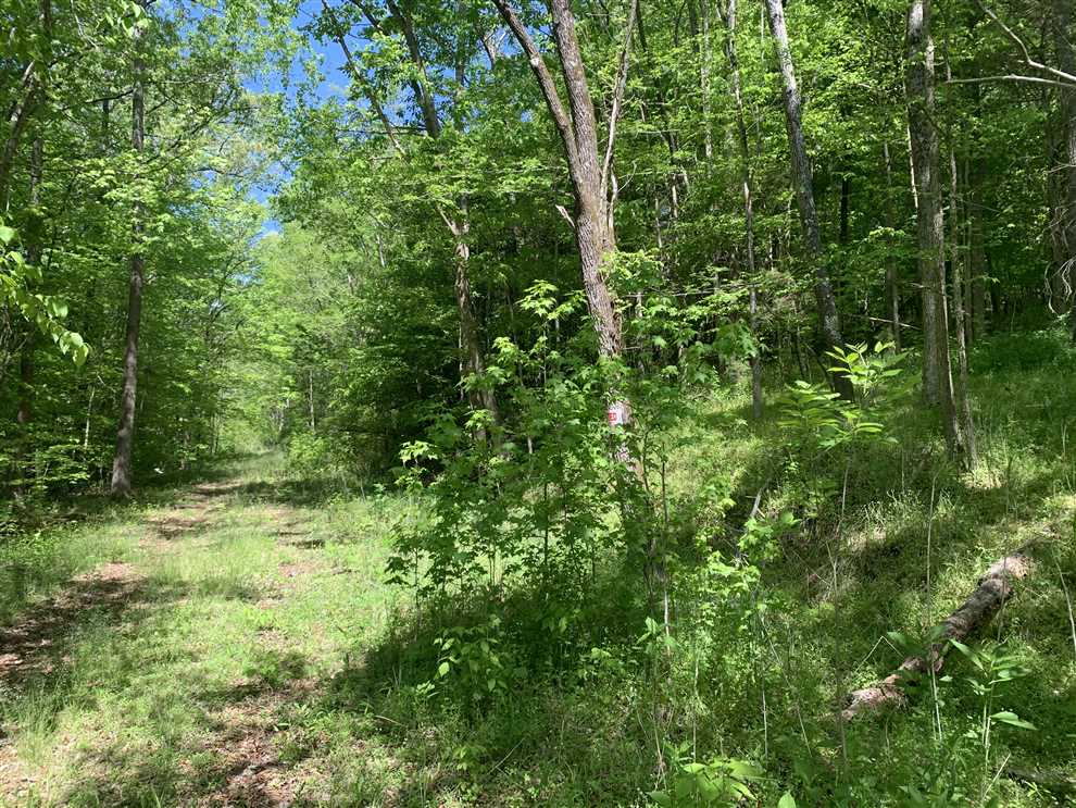 13.77+/- Acres Franklinville, Randolph County Real estate listing