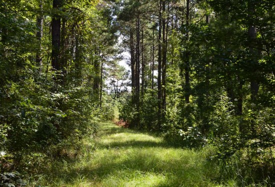 270 Acres of Land for Sale in lawrence County Mississippi