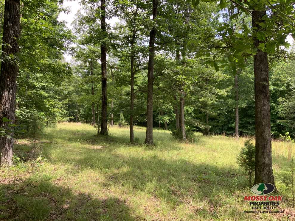 49 acres located near Kentucky Lake Real estate listing