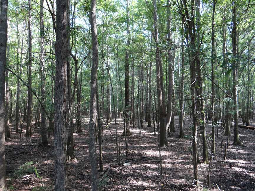 417 Acres of Land for sale in bienville County, Louisiana