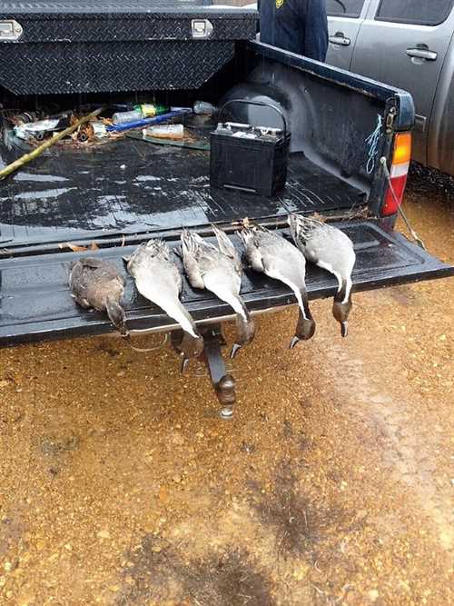 160 AC. SLASH FARM:  TUSCUMBIA RIVER BOTTOM.  REDUCED $100K READY TO SELL.  LOTS OF DUCKS Real estate listing