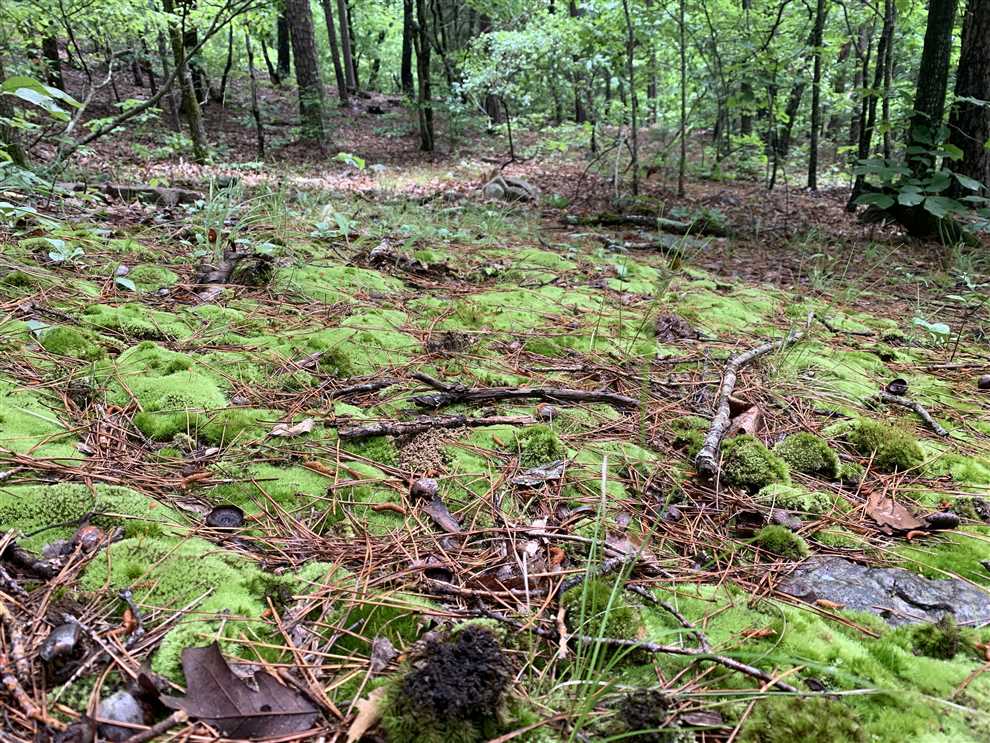 Houses and land for sale in Arkansas