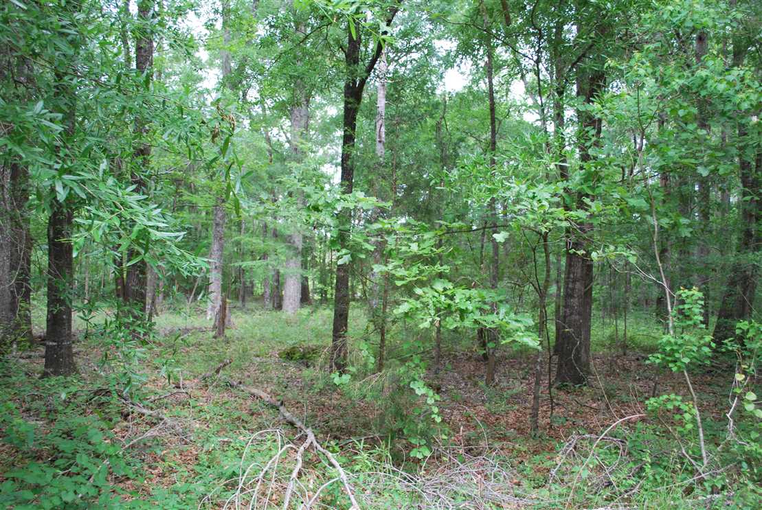 26 beautiful wooded acres in the middle of Pike Road Alabama, beautiful property, great schools, convenient location. Real estate listing