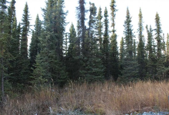 2.6 Acres of Land for Sale in kenai peninsula County Alaska