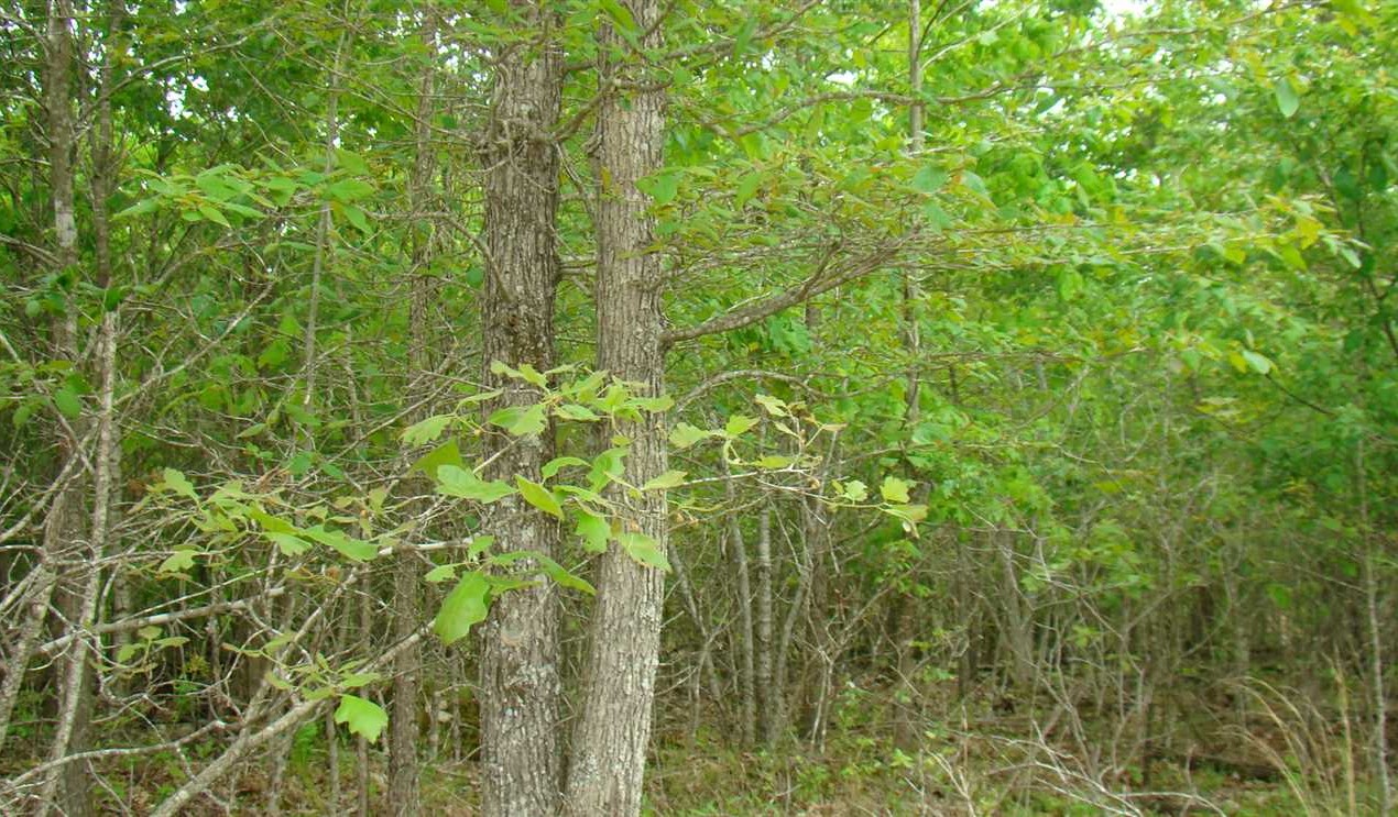 Land for sale to buy in 65548 zip code