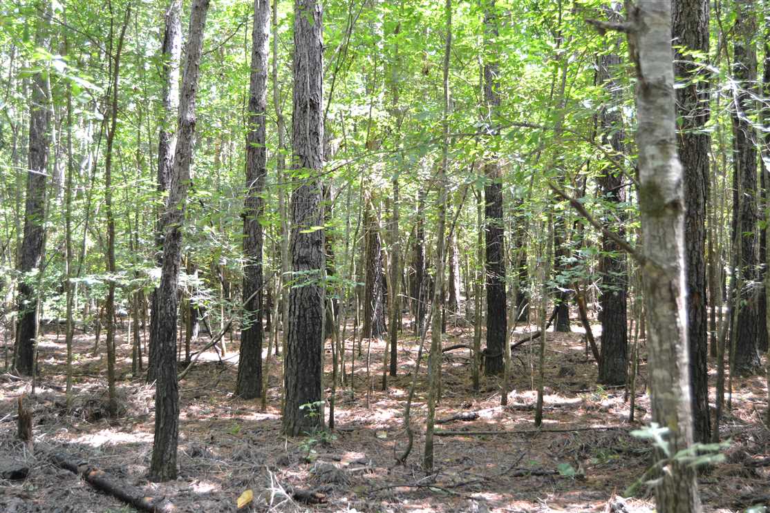 200 Acres of Recreational land for sale in Curtis, clark County, Arkansas